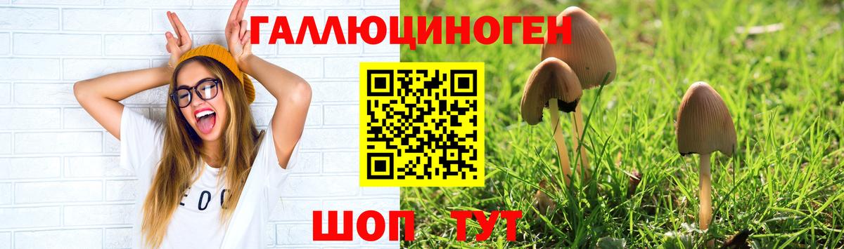 Гай  Галлюциногенные грибы Psilocybe  дарнет шоп  Вход с VPN 